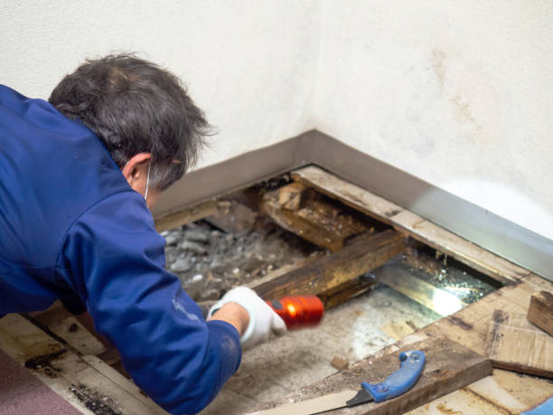 Best Mold Remediation  in Trappe, MD