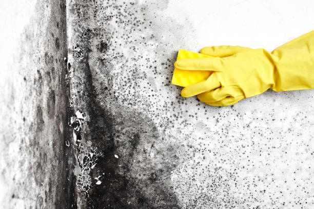 Best Mold Removal Process  in Trappe, MD