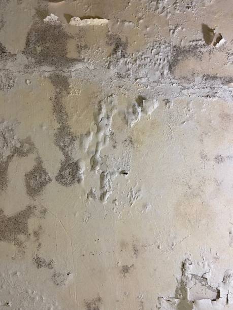 Reliable Trappe, MD Mold Removal Solutions