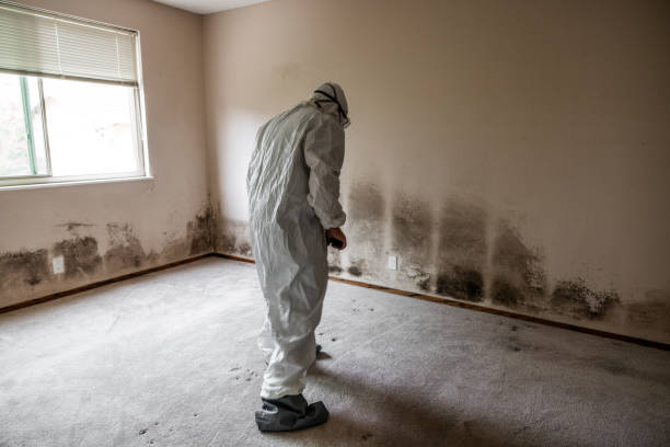 Best Black Mold Removal  in Trappe, MD