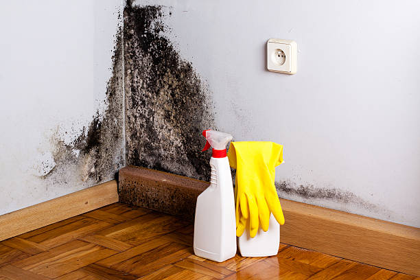 Best Toxic Mold Removal  in Trappe, MD