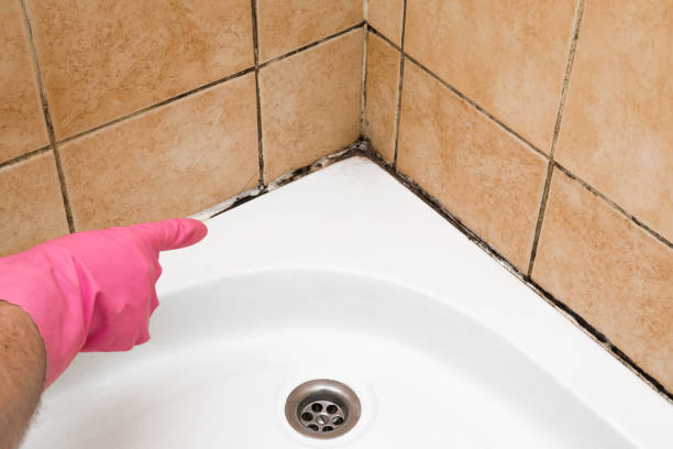 Best Mold Remediation  in Trappe, MD